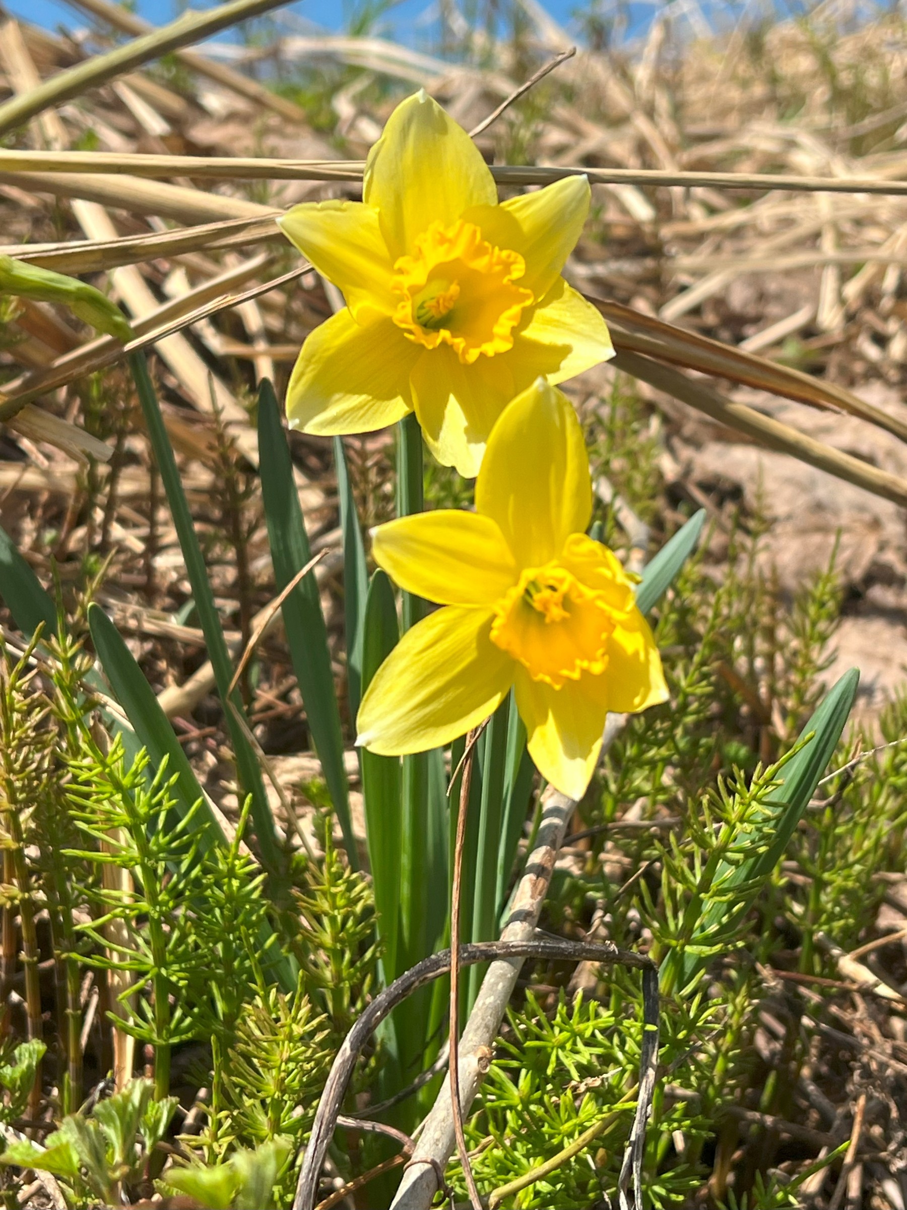 会社裏に咲いていたすいれん花！